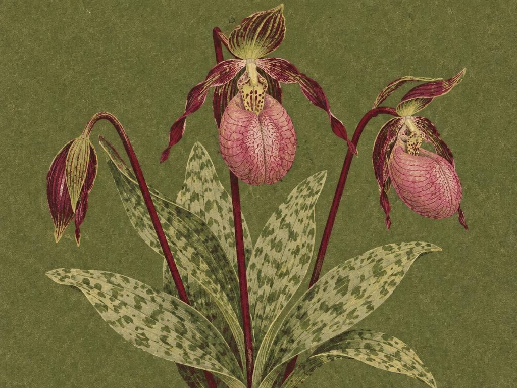 Vintage botanical illustration of a pink orchid on olive green